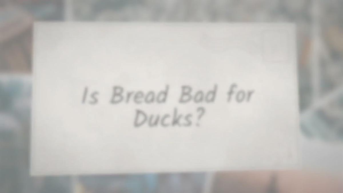 Is Bread Bad for Ducks?