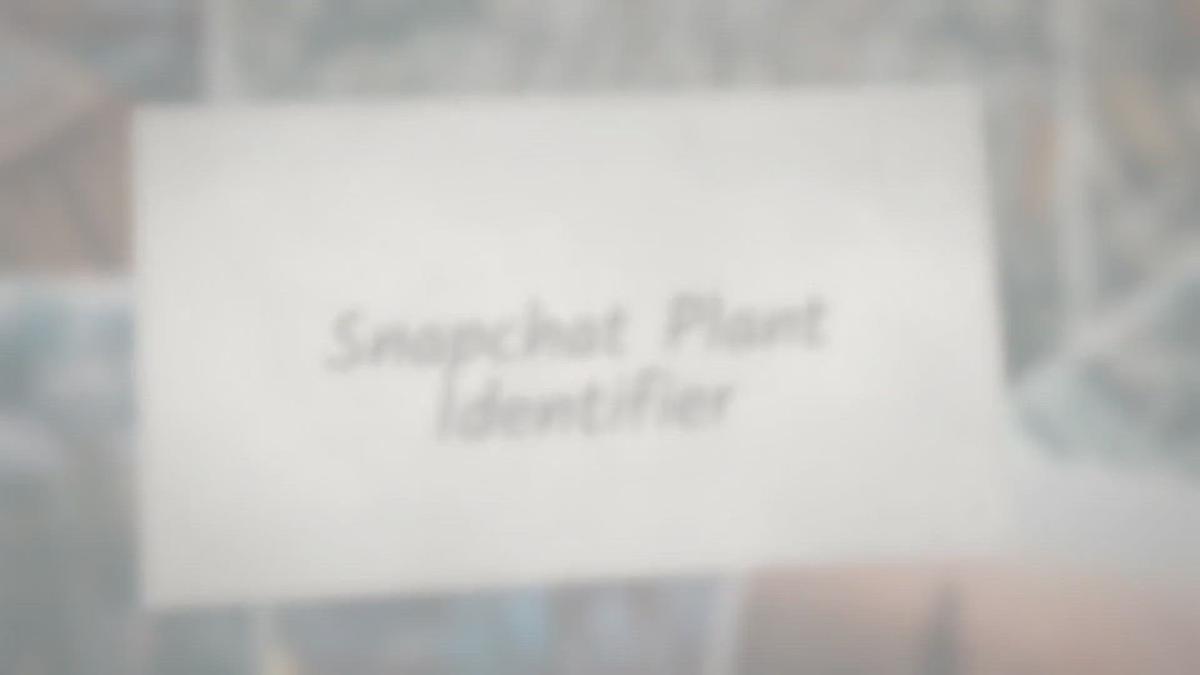Snapchat Plant Identifier