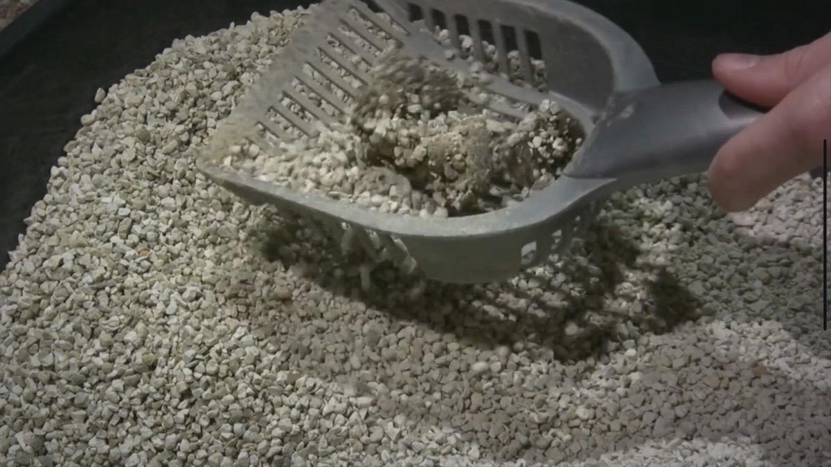 Tennessee Lawmaker Switches From School ‘Litter Box’ Hoax to ‘Leashes