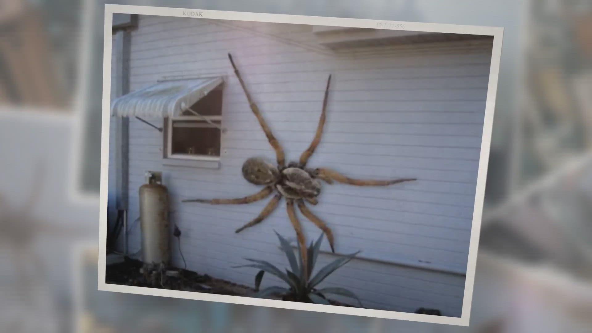 'Video thumbnail for Angolan Witch Spider- Fiction!'