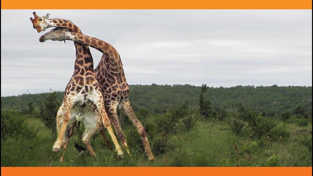 'Video thumbnail for Giraffes Fighting'