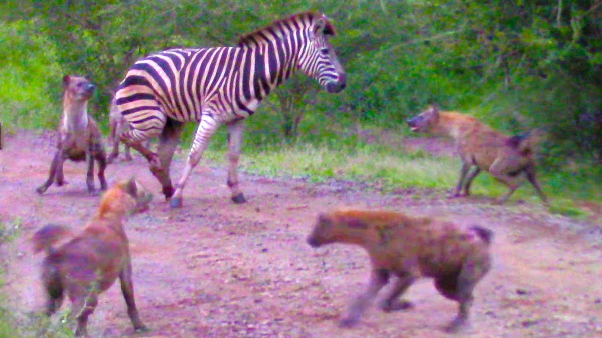 'Video thumbnail for HYENAS EAT ZEBRA ALIVE WHILE IT TRIES TO ESCAPE'