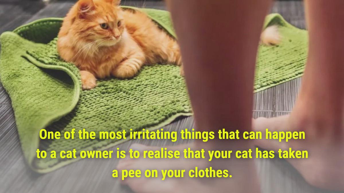 'Video thumbnail for Why Is My Cat Peeing on Clothes'