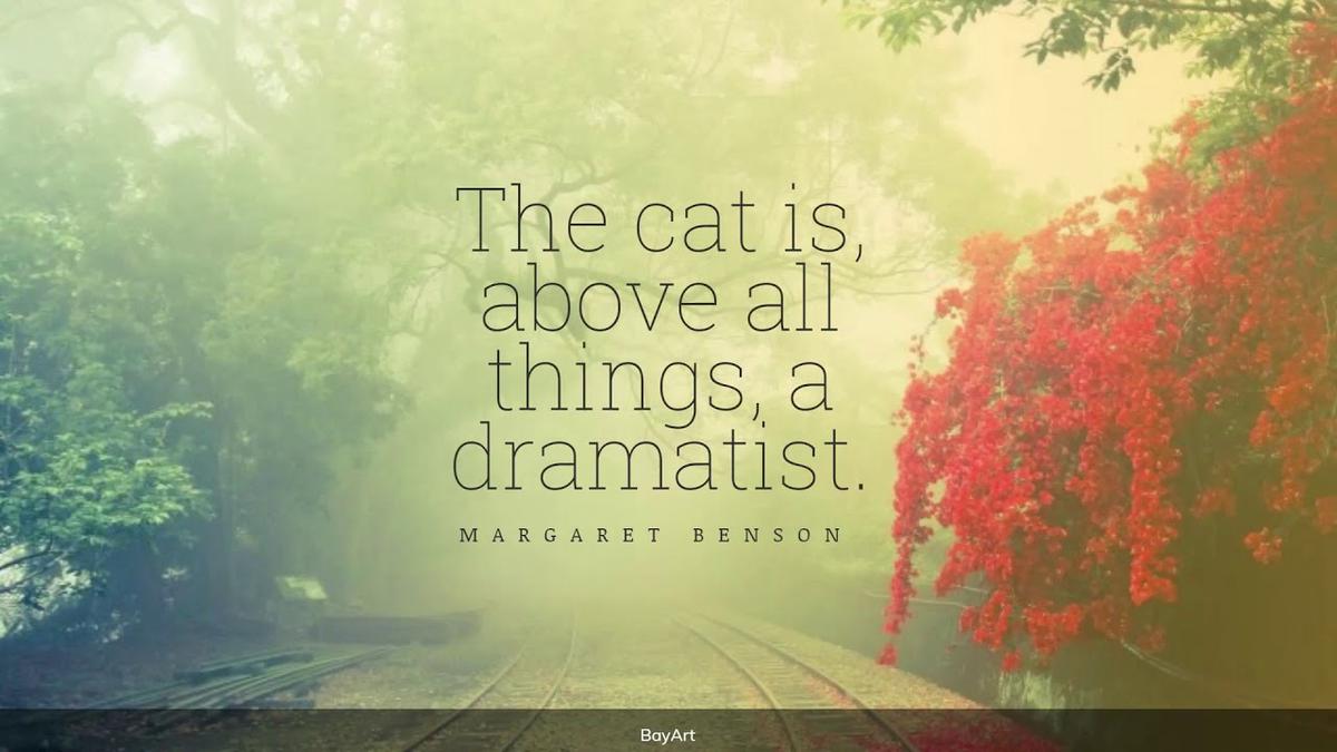 'Video thumbnail for 45+ Funny Cat Quotes'