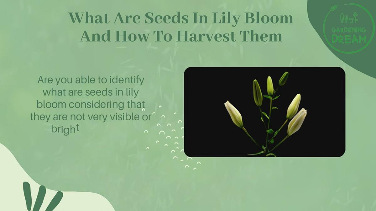 'Video thumbnail for What Are Seeds In Lily Bloom And How To Harvest Them?'