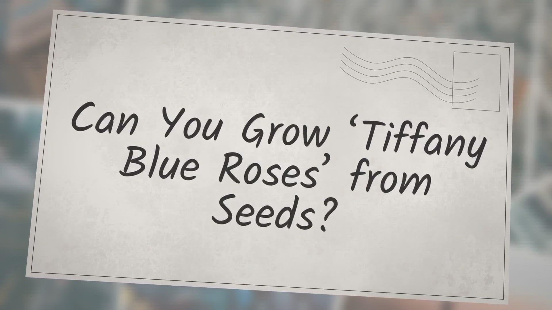 'Video thumbnail for Can You Grow ‘Tiffany Blue Roses’ from Seeds?'