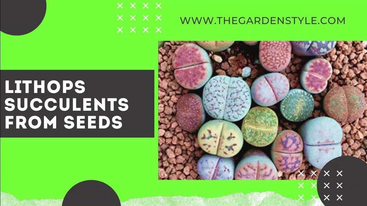 'Video thumbnail for Rare Succulent from Seed - Lithops 🌱 Very Easy Step by Step 🌱 #Shorts'