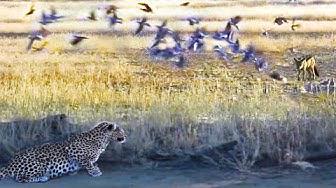 'Video thumbnail for LEOPARD HUNTING JACKAL THAT IS HUNTING BIRDS'