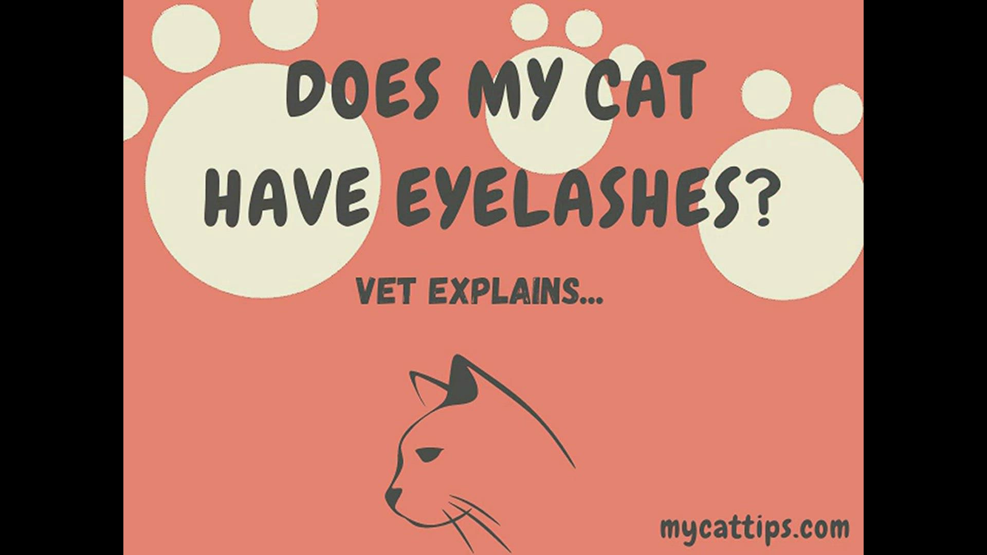 'Video thumbnail for Does My Cat Have Eyelashes?'