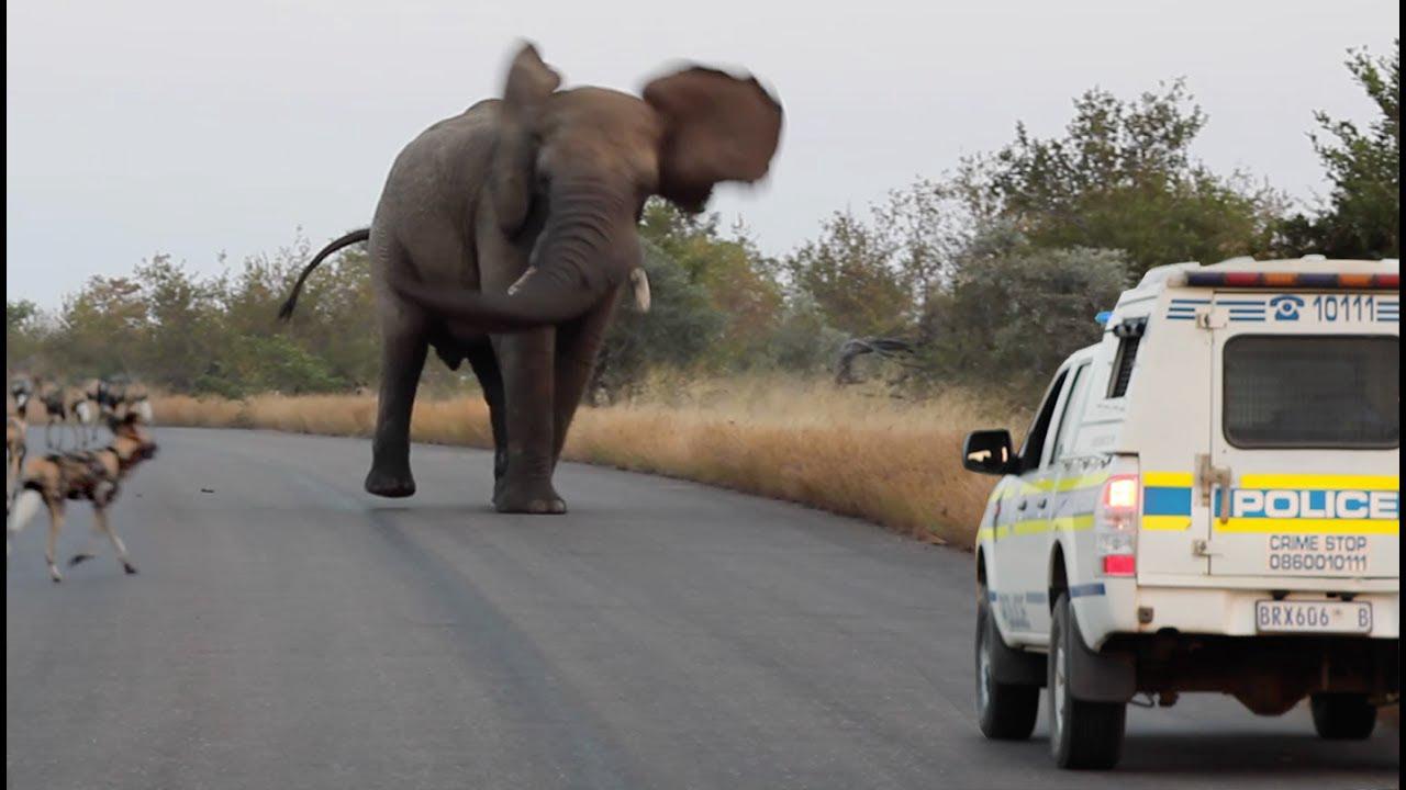 'Video thumbnail for Elephant Shows Wild Dogs & the Police Who's Boss'
