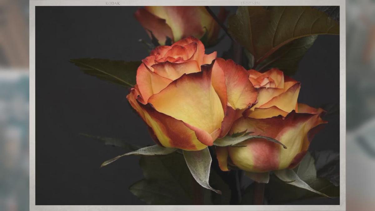 'Video thumbnail for Where Do Black Roses Grow?'