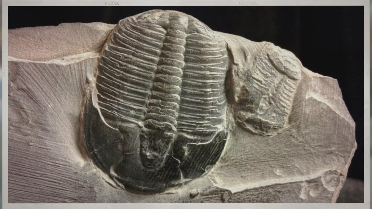 'Video thumbnail for How Old Is a Trilobite Fossil?'