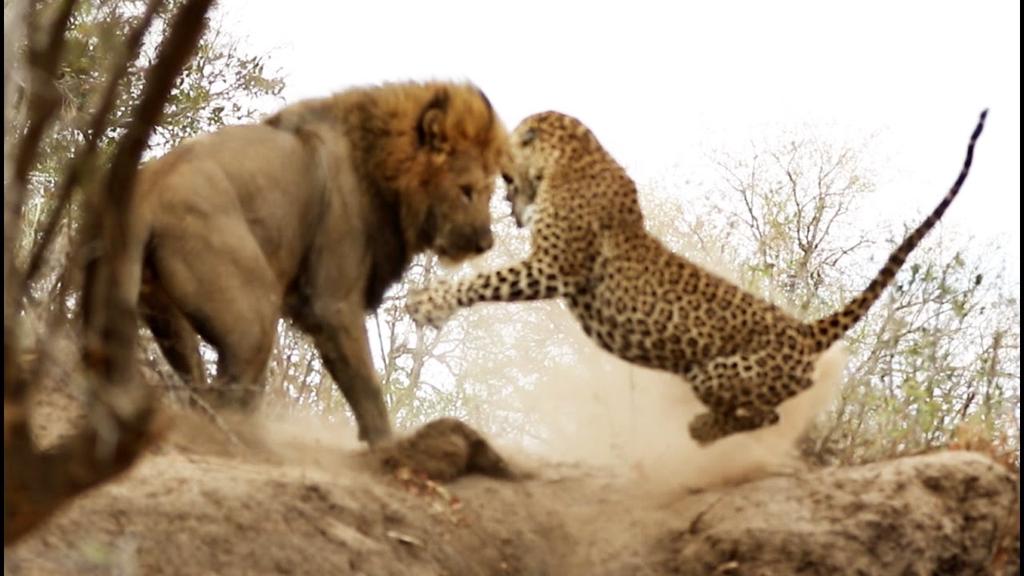 'Video thumbnail for Male Lion Stalks & Attacks Leopard'