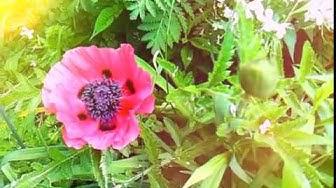 'Video thumbnail for How To Grow Poppy Flowers From Seed'