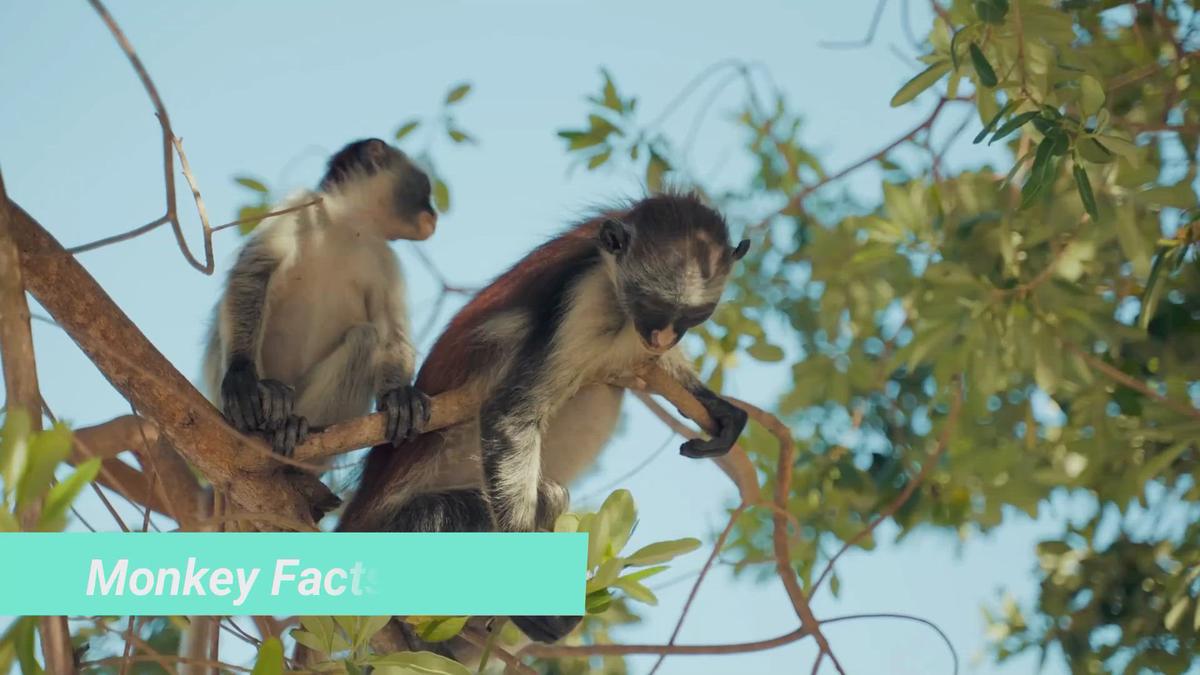 'Video thumbnail for Facts for Kids'
