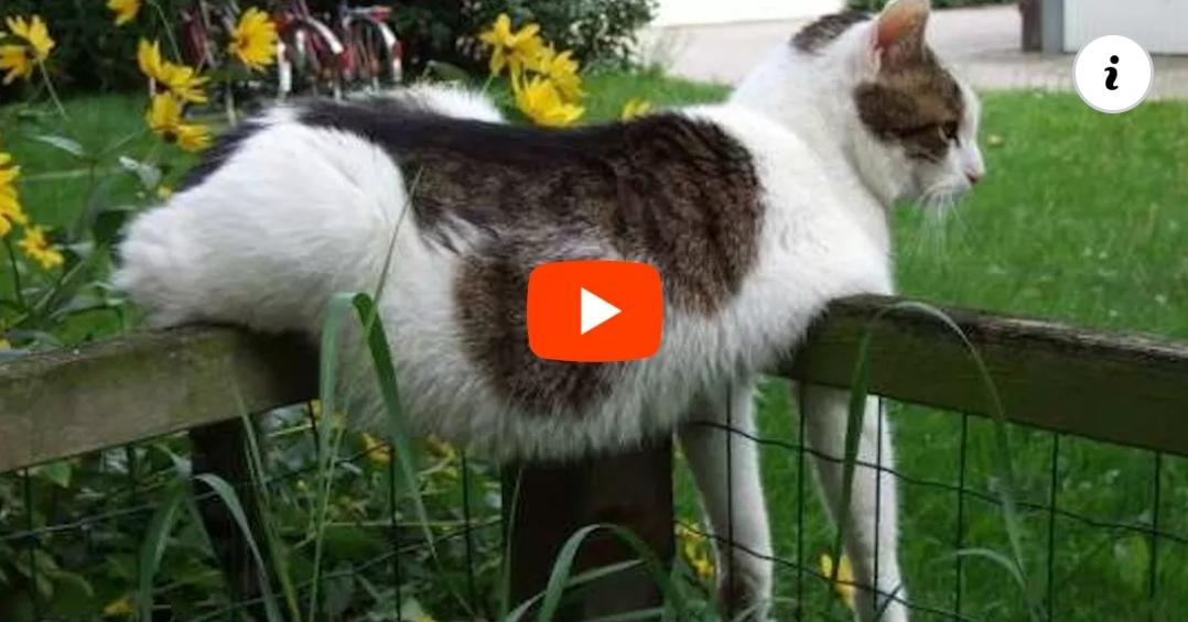 'Video thumbnail for The funniest cat video ever!'