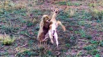 'Video thumbnail for Intense Battle Between Newborn Cheetah and Newborn Buck'