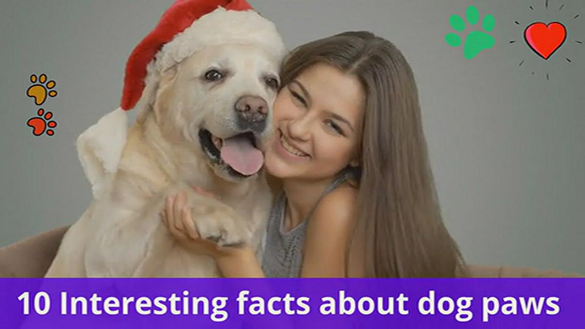'Video thumbnail for 10 interesting facts about paws'