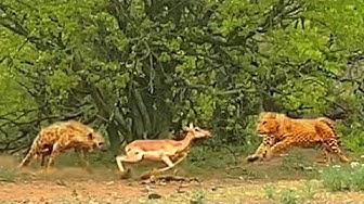 'Video thumbnail for Leopard & Hyena Fight Over Impala While it Tries to Run Away'