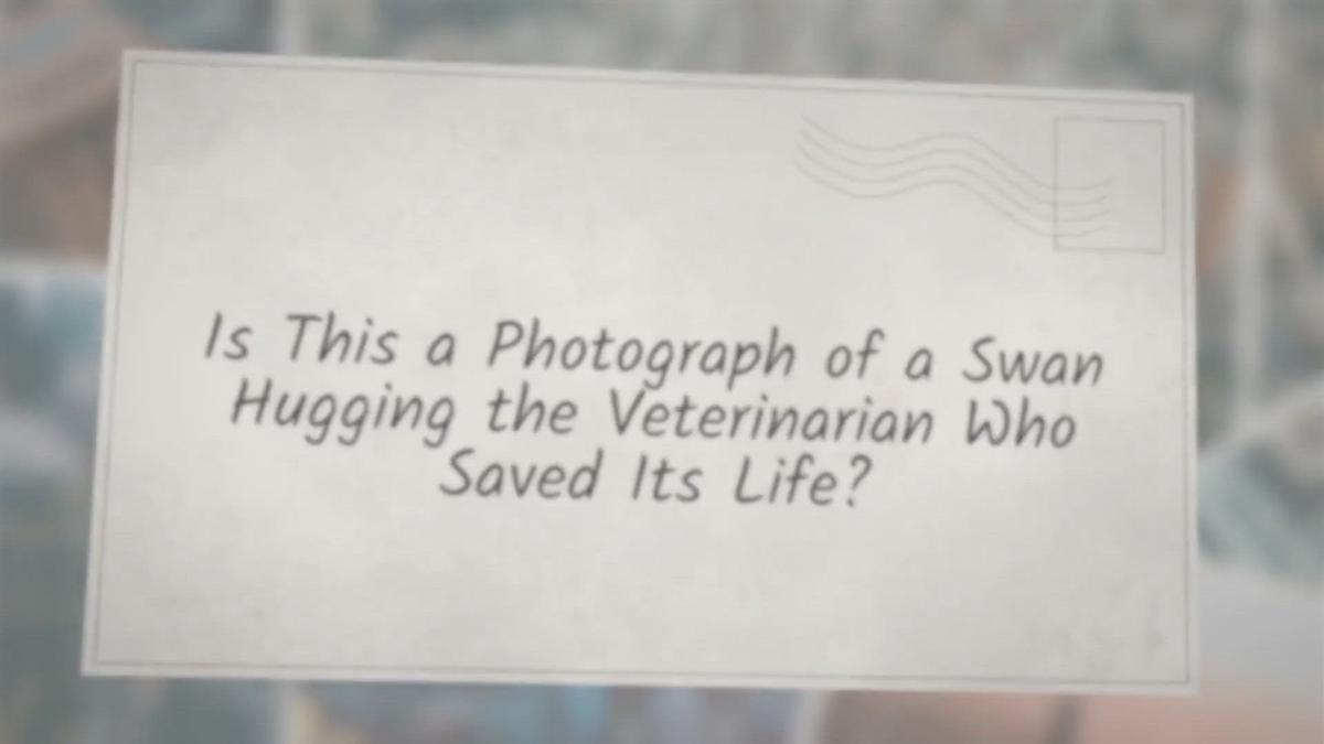 'Video thumbnail for Is This a Photograph of a Swan Hugging the Veterinarian Who Saved Its Life?'