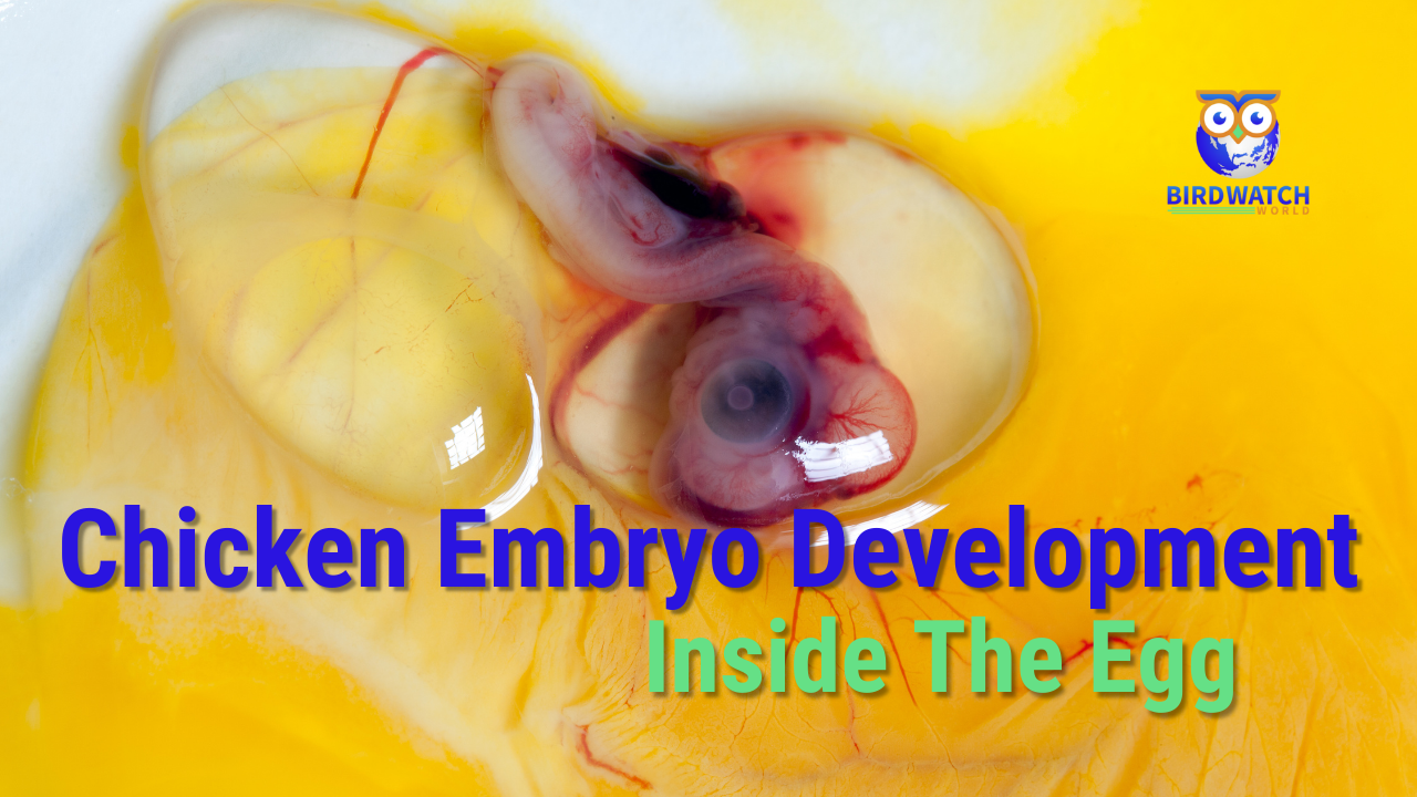 'Video thumbnail for Inside The Egg With Chicken Embryos'