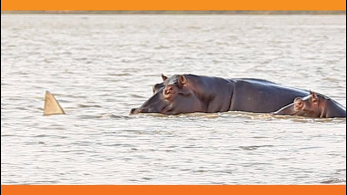 'Video thumbnail for 1 Bull Shark Swim-Off Against 10+ Hippos'