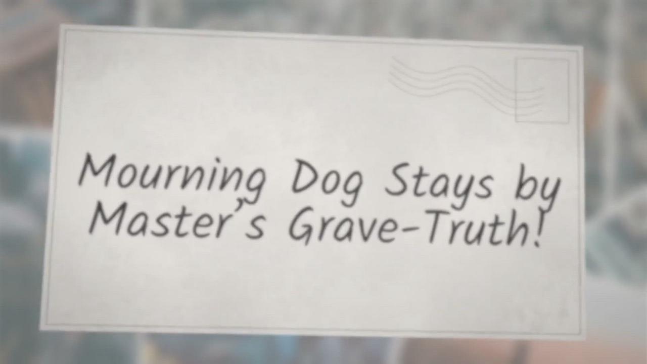 'Video thumbnail for Mourning Dog Stays by Master's Grave-Truth!'